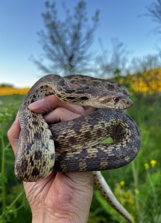 Pacific Gopher Snake